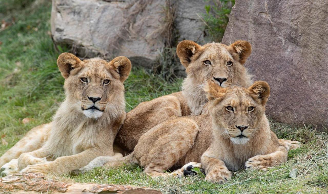 Le Chant Des Oiseaux, 3Km Du Zoo De Beauval, Parking Gratuit ,Wifi Et Netflix Gratuits Saint-Aignan  Dış mekan fotoğraf